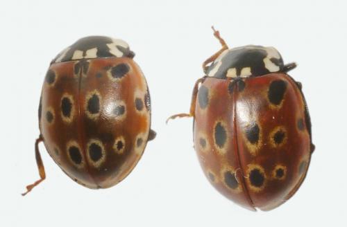 Réf. 217 281 : Anatis ocellata